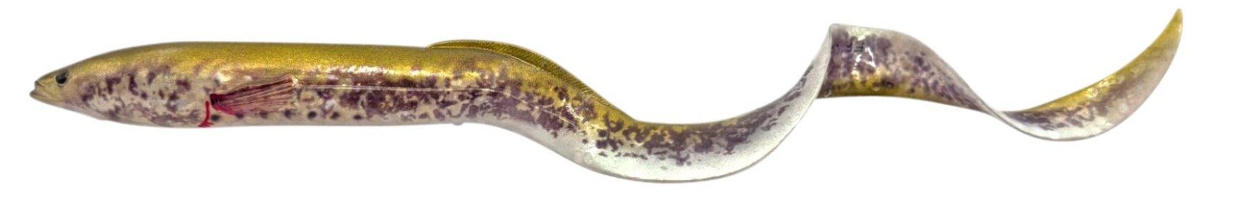 Green Lamprey